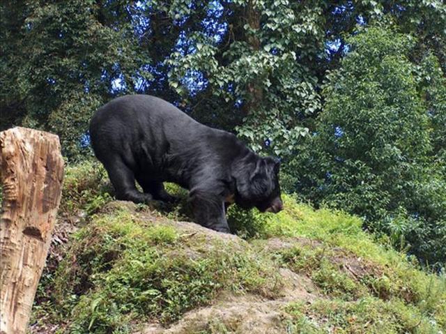 https://d3r8gwkgo0io6y.cloudfront.net/upload/Darjeeling-Padma Naidu Himalayan Zoological Park-4.jpg